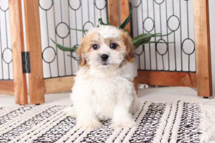 Peanut - Playful Little Male Teddy Bear Puppy