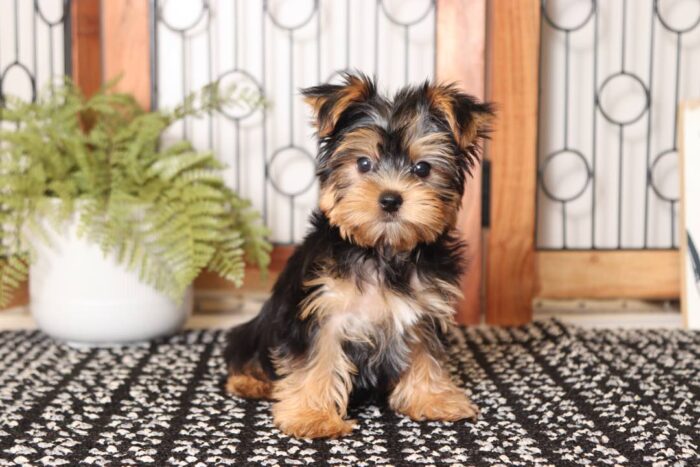 Peanut - Cuddly Little ACA Male Yorkie