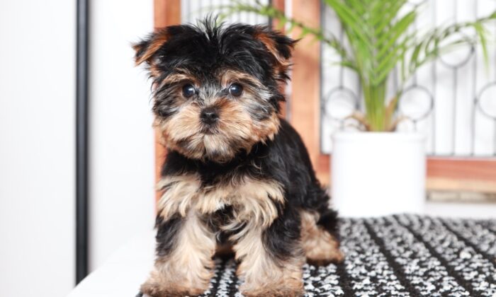 Peanut - Awesome Male Toy AKC Yorkie Puppy