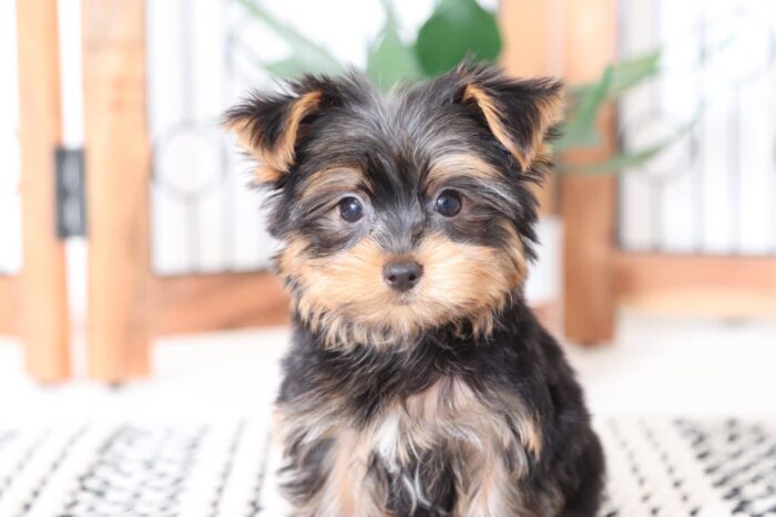peanut1-5.jpg