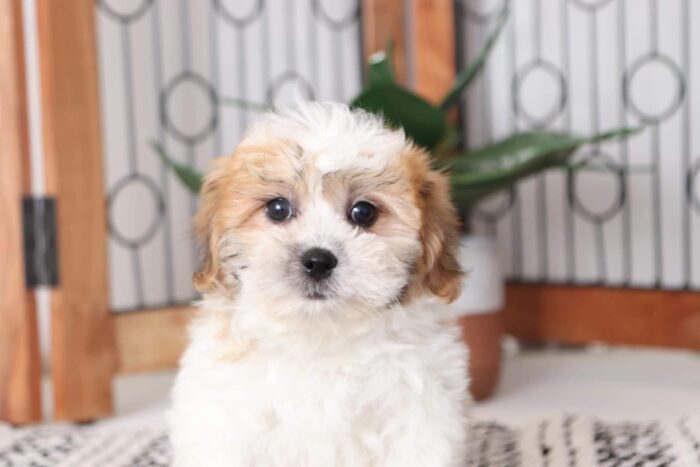 Peanut - Playful Little Male Teddy Bear Puppy - Image 2