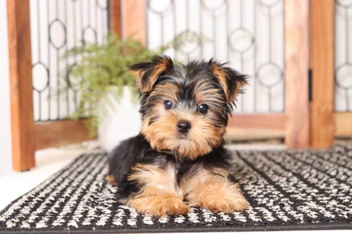 Peanut - Cuddly Little ACA Male Yorkie - Image 2