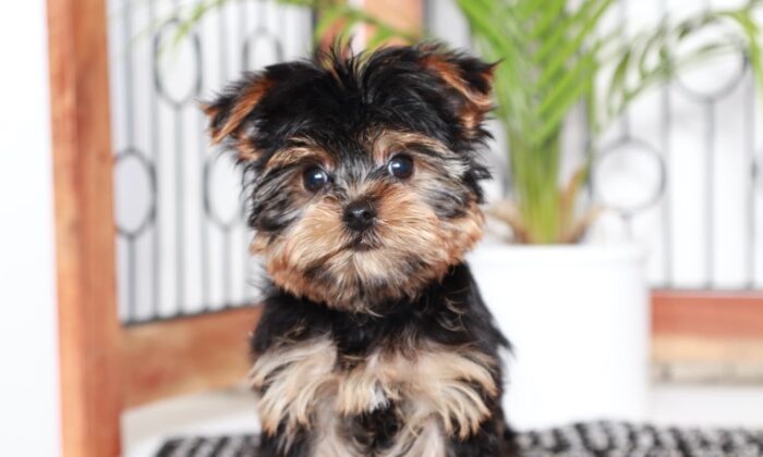 Peanut - Awesome Male Toy AKC Yorkie Puppy - Image 2