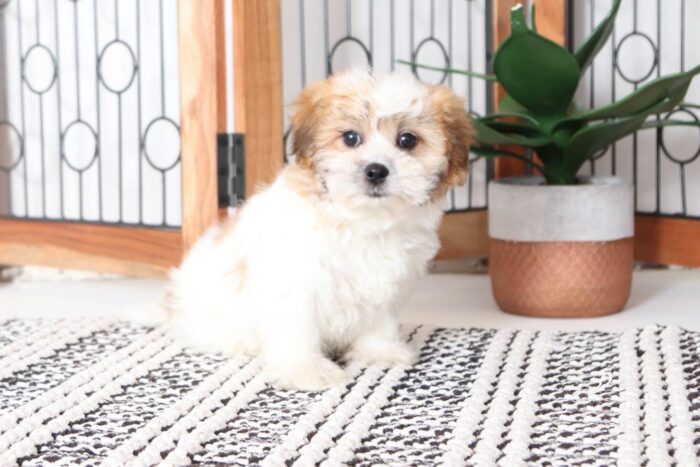 Peanut - Playful Little Male Teddy Bear Puppy - Image 3