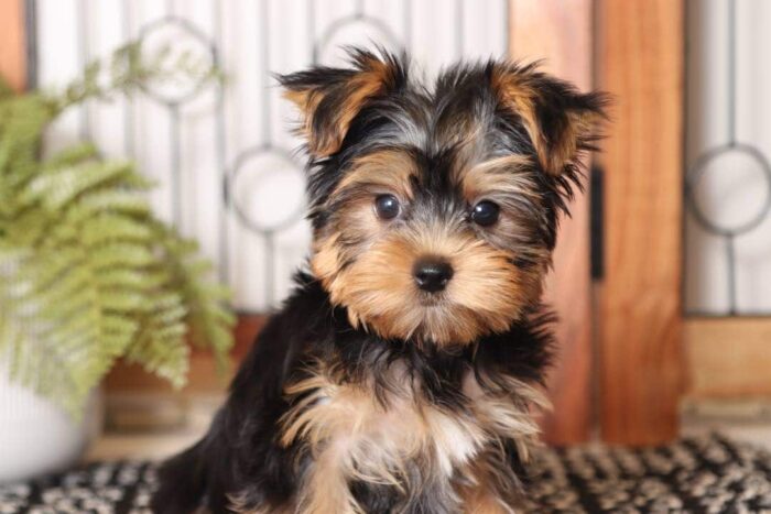 Peanut - Cuddly Little ACA Male Yorkie - Image 3