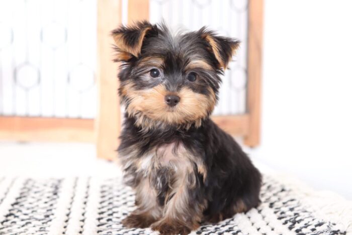 peanut3-5.jpg