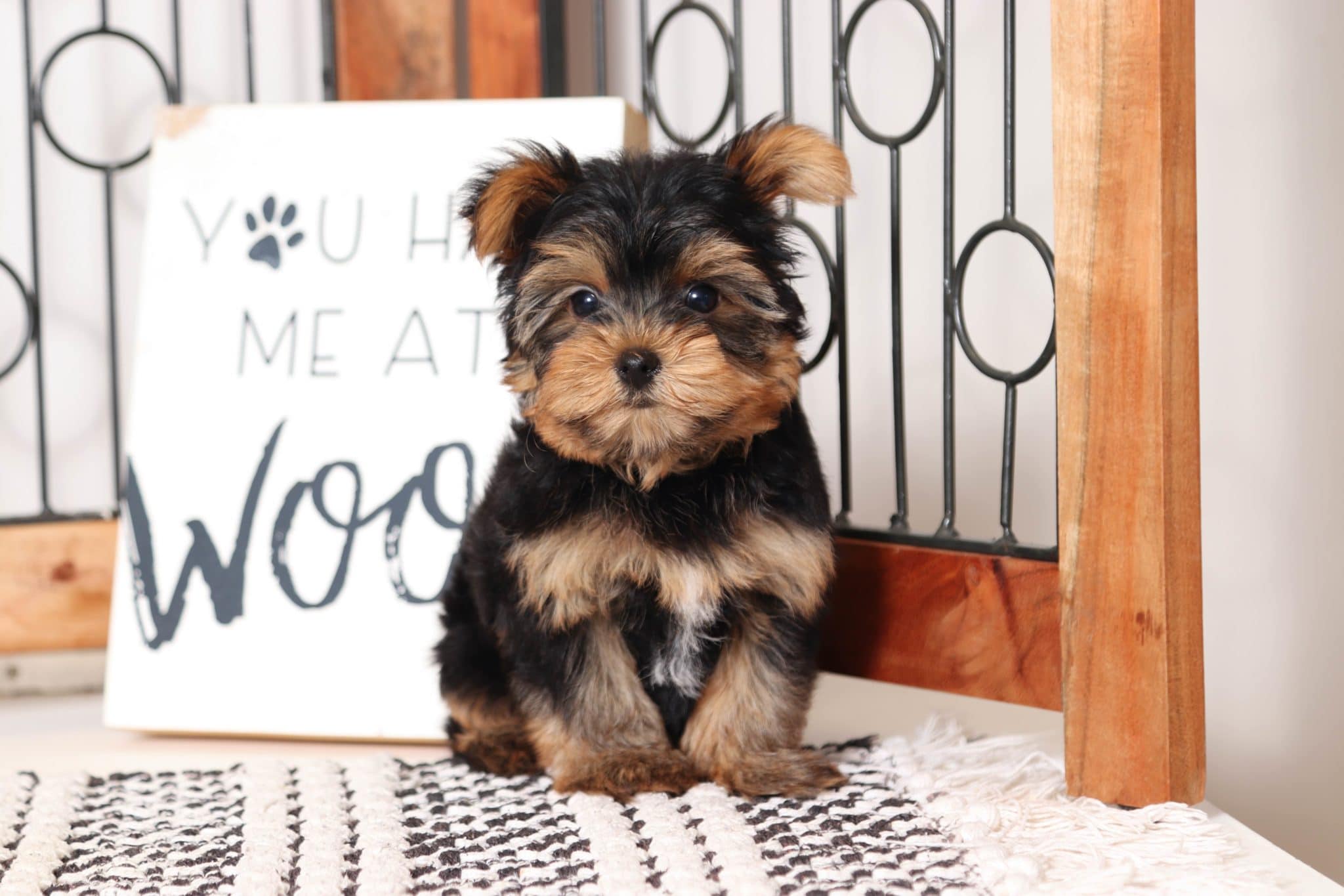 Peanut Sweet Little ACA Male Yorkie Puppies Online