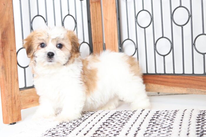 Peanut - Playful Little Male Teddy Bear Puppy - Image 4