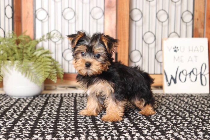Peanut - Cuddly Little ACA Male Yorkie - Image 4
