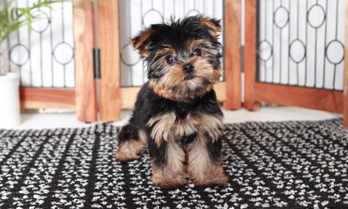 Peanut - Awesome Male Toy AKC Yorkie Puppy - Image 4