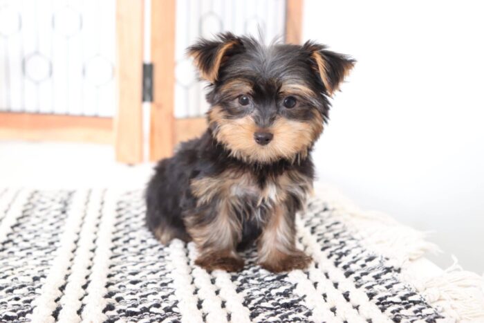 peanut4-5.jpg