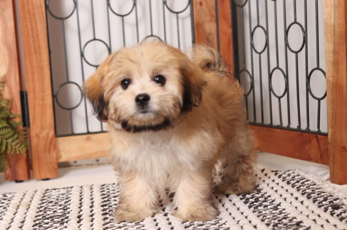 Steve - Cute Chocolate Male Morkie Puppy - Image 3