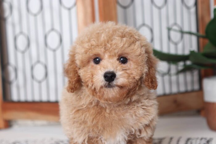 Pedro - The CUTEST Male Poodle Puppy - Image 2