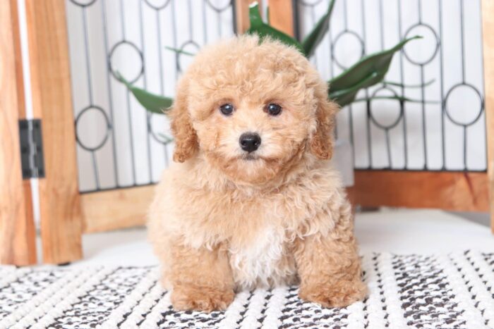 Pedro - The CUTEST Male Poodle Puppy - Image 3