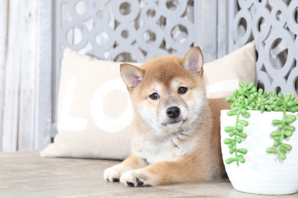 Peggy Adorable Shiba Inu