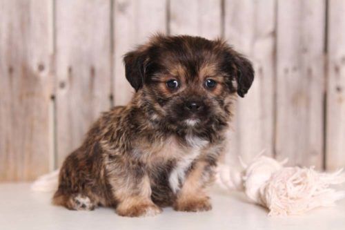 Pekingese Yorkie Cross