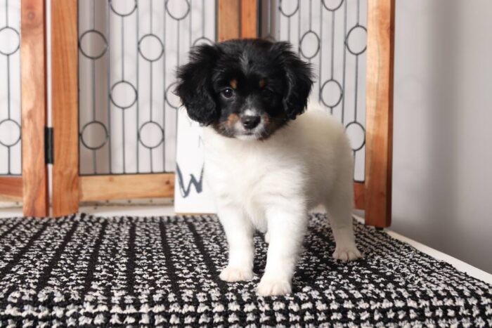 Peony  - Precious Little Female Cavapom Puppy