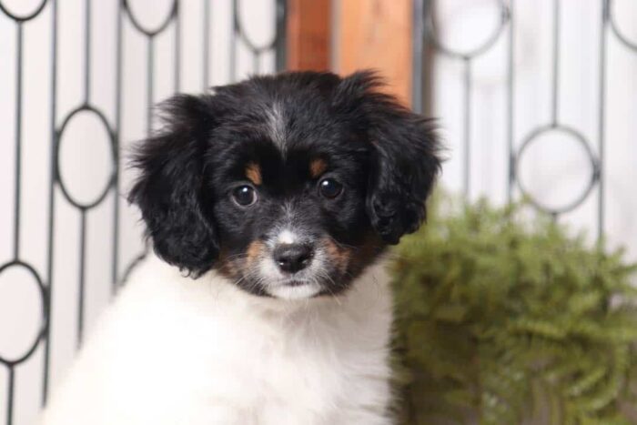 Peony  - Precious Little Female Cavapom Puppy - Image 2