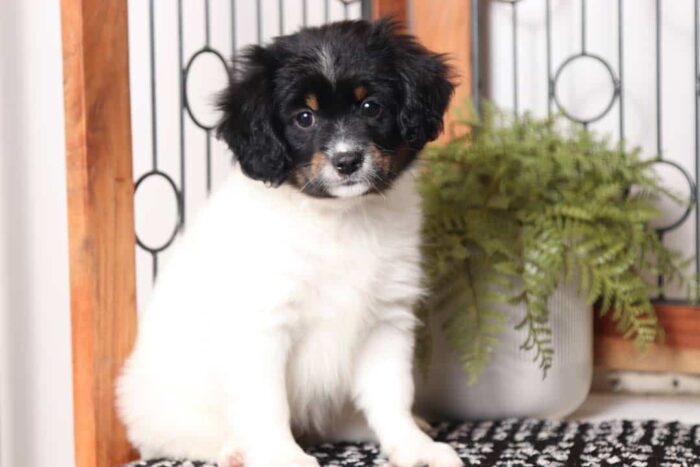 Peony  - Precious Little Female Cavapom Puppy - Image 3