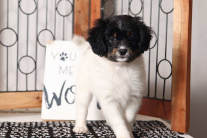 Peony  - Precious Little Female Cavapom Puppy - Image 4