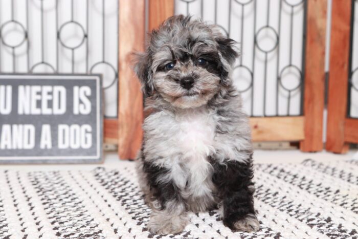 Perry - Fun Little Male Havapoo Puppy