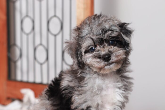 Perry - Fun Little Male Havapoo Puppy - Image 2