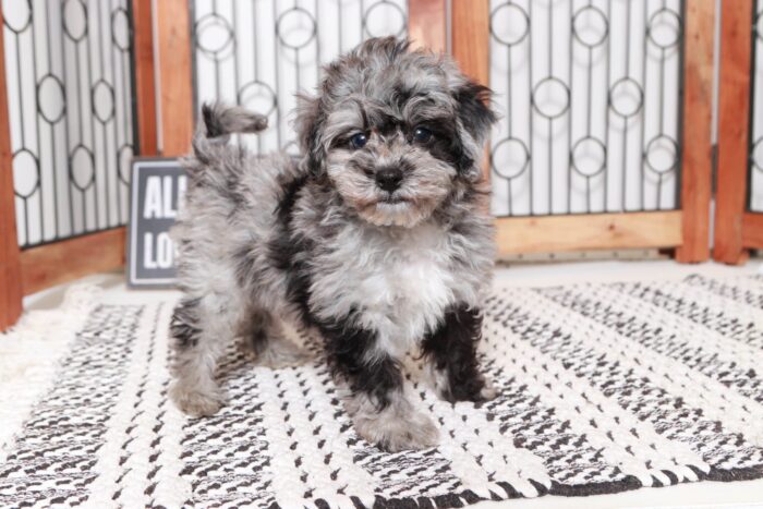 Perry - Fun Little Male Havapoo Puppy - Image 3
