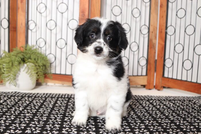 Pete- Cheerful Male Aussie-Poo Puppy