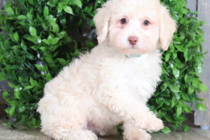 Pete - Darling, Miniature, Poodle