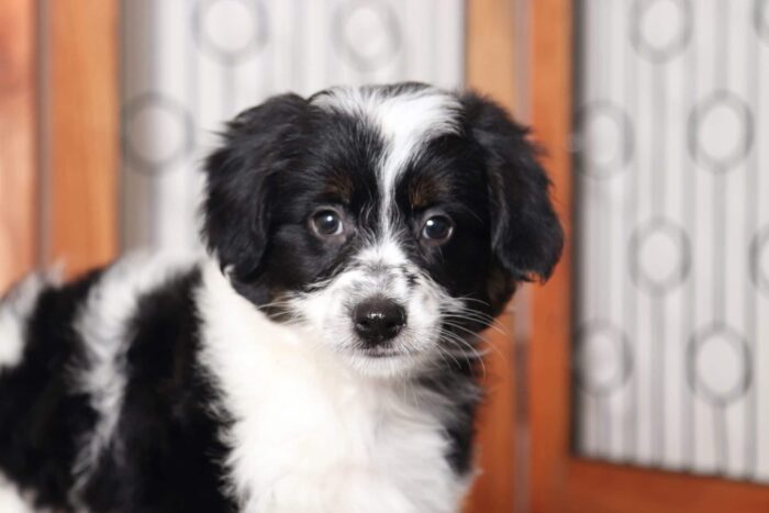 Pete- Cheerful Male Aussie-Poo Puppy - Image 2