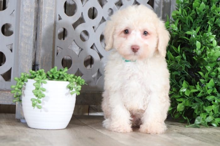 Pete - Darling, Miniature, Poodle - Image 2