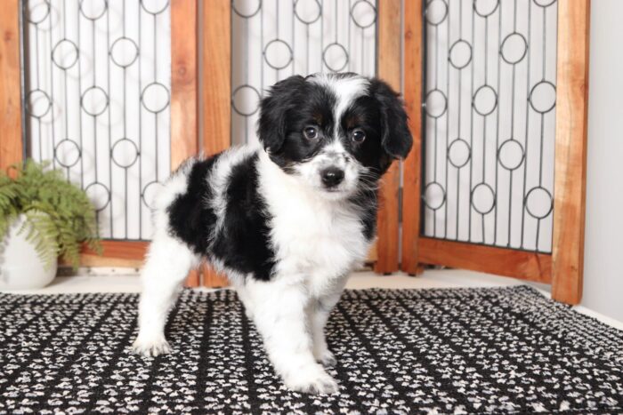 Pete- Cheerful Male Aussie-Poo Puppy - Image 3