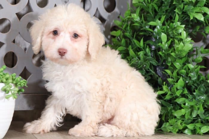 Pete - Darling, Miniature, Poodle - Image 3