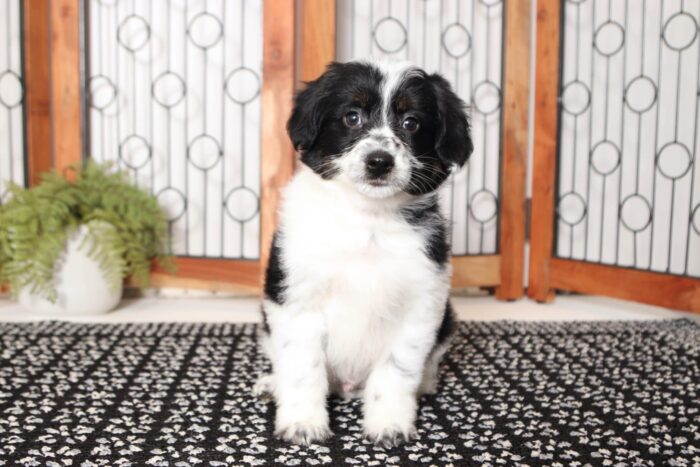 Pete- Cheerful Male Aussie-Poo Puppy - Image 4