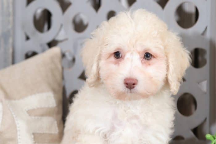 Pete - Darling, Miniature, Poodle - Image 4