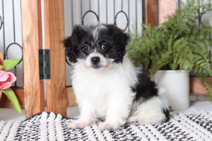 Petunia - Stunning Little Female Black/ White Teddy Bear Puppy