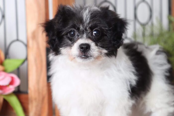 Petunia - Stunning Little Female Black/ White Teddy Bear Puppy - Image 2
