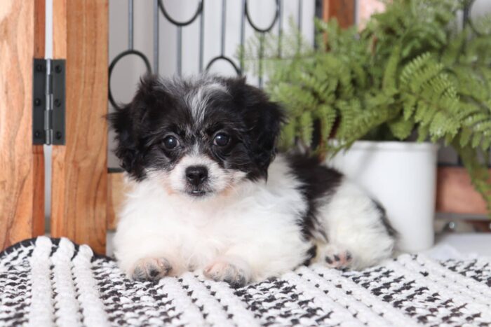 Petunia - Stunning Little Female Black/ White Teddy Bear Puppy - Image 3