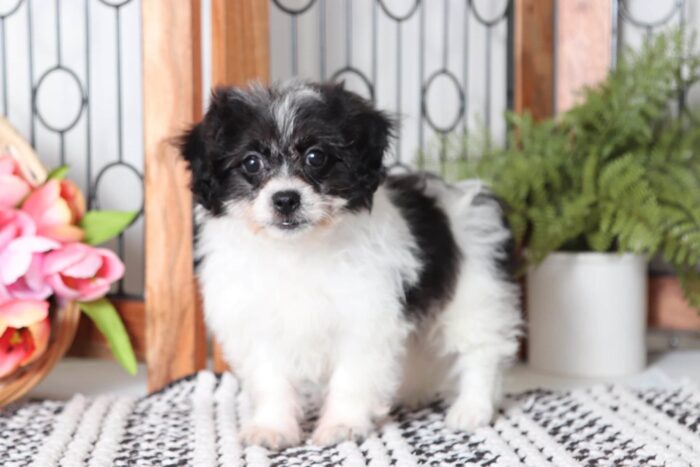 Petunia - Stunning Little Female Black/ White Teddy Bear Puppy - Image 4