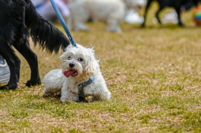 Selective Focus Photo of a White Shih Tzu Dog on the Grass