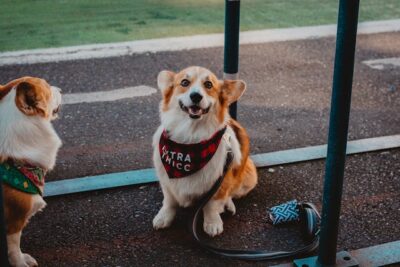 Brown and White Short-coated Dog Sitting and Smiling