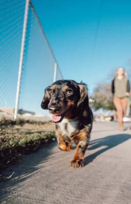 Dapple Dachshund walking outside