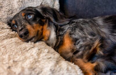 long haired dapple dachshund