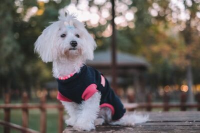 Maltese on a table