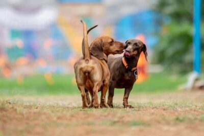 Two Dachshund Dogs