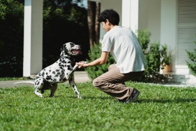 Man Training a Dalmatian Dog
