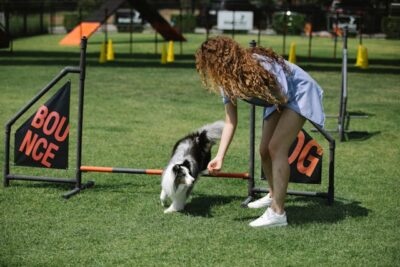 woman training shetland sheepdog on sports field