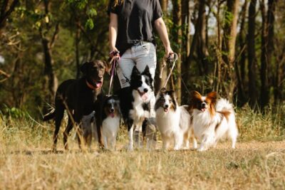 woman with group of dogs