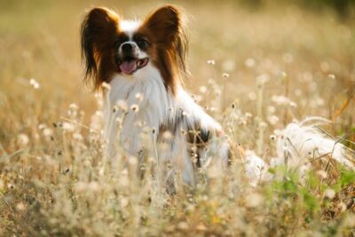 Papillon sitting in field