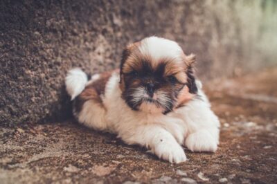 White and Brown Shih Tzu puppy